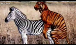 貘交配视频,揭秘珍稀动物的爱情瞬间