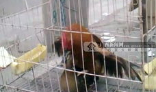 貘交配视频,揭秘珍稀动物的爱情瞬间