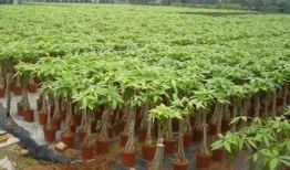 发财树修剪方法视频,视频教程详解