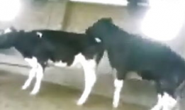 貘交配视频,揭秘珍稀动物的爱情瞬间